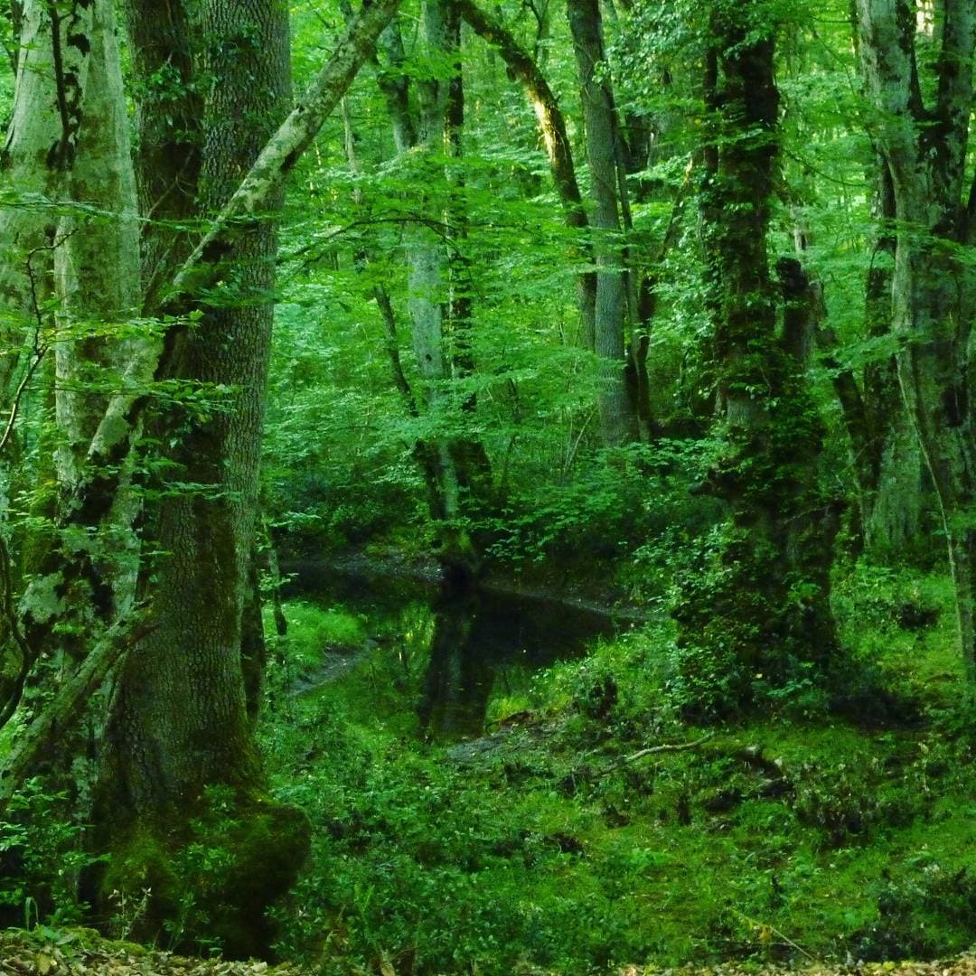 İğneada Longoz Ormanları Milli Park 2